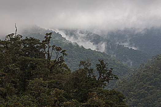 成熟林,雨林,重,云,河,国家公园,哥斯达黎加