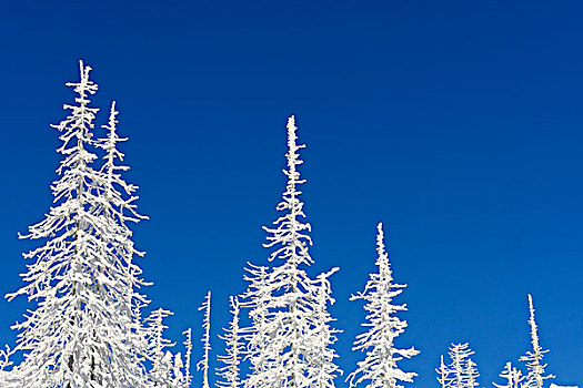 积雪,针叶树,树林,巴伐利亚森林国家公园,巴伐利亚,德国