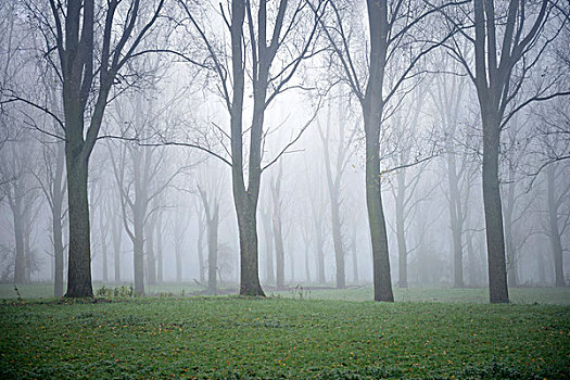 雾天森林图片图片