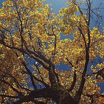 树梢,秋叶,黄色,天空