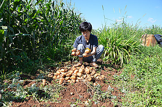 小土豆成就大产业,贵州,威宁,土豆,产业,马铃薯,农民,增收,致富,渠道,收获