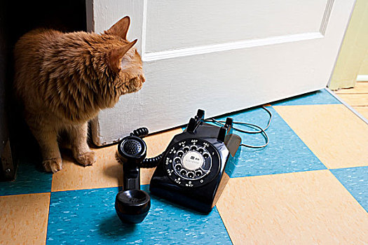 猫,接电话