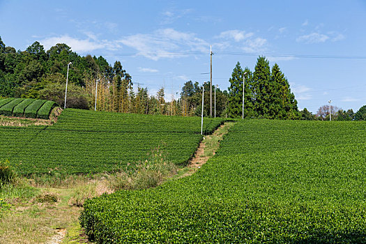 绿茶,地点