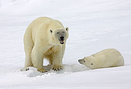北极熊,幼兽,猎捕,捕食,下面,冰,斯瓦尔巴特群岛,挪威