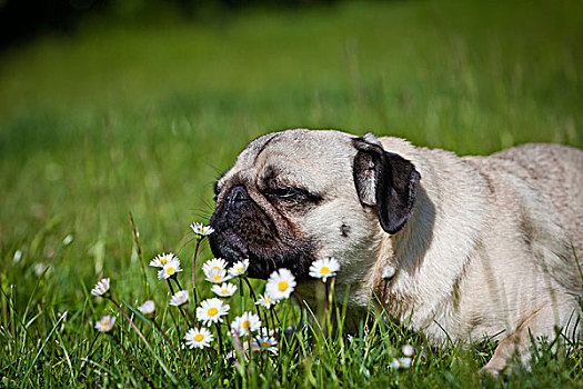 哈巴狗,躺着,花,草地