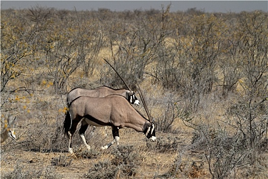 长角羚羊,羚羊,公园,纳米比亚