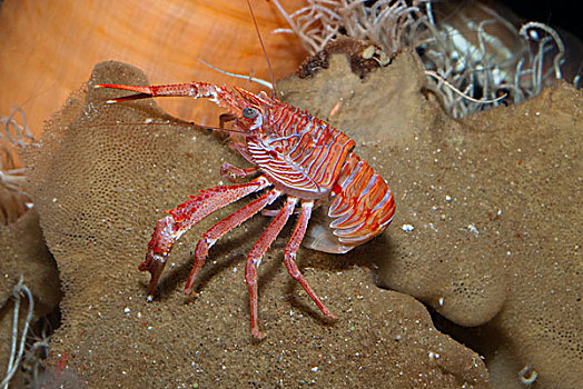 远洋,红色,螃蟹,收集,腿,温哥华水族馆,温哥华,不列颠哥伦比亚省,加拿大