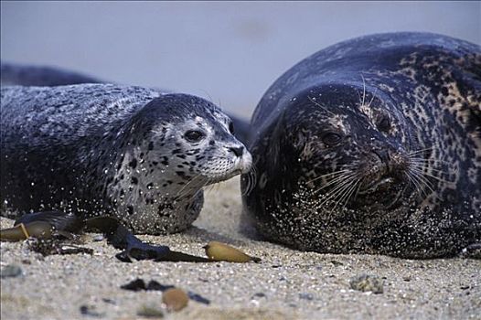 斑海豹,雌性,幼兽,幼仔,蒙特利湾,加利福尼亚