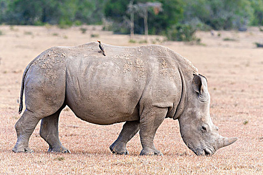白犀牛,背影,自然保护区,肯尼亚,非洲