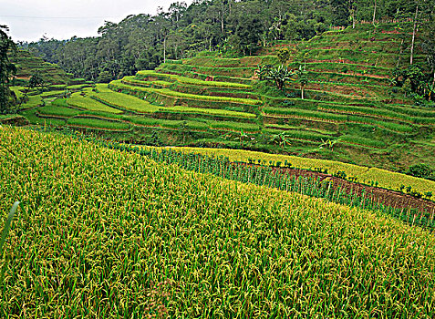 稻米梯田,巴厘岛,印度尼西亚