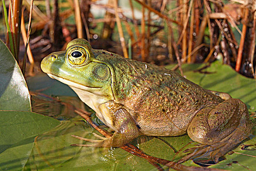 池蛙,蛙属,新斯科舍省,加拿大