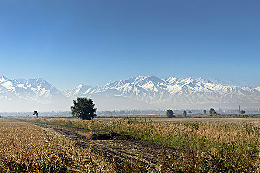 山谷,正面,天山,山,吉尔吉斯斯坦,亚洲