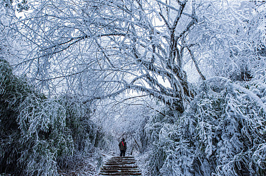 重庆金佛山雪白的童话世界