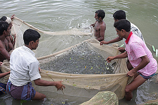 渔民,抓住,鱼,水塘,孟加拉,八月,2008年