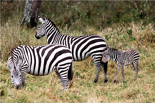 细纹斑马,马赛马拉,自然保护区,肯尼亚,非洲