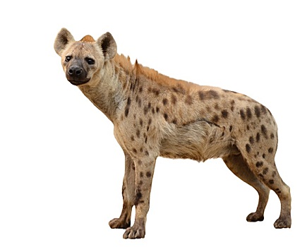 斑鬣狗,隔绝
