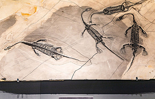 中国海洋博物馆的海洋生物化石