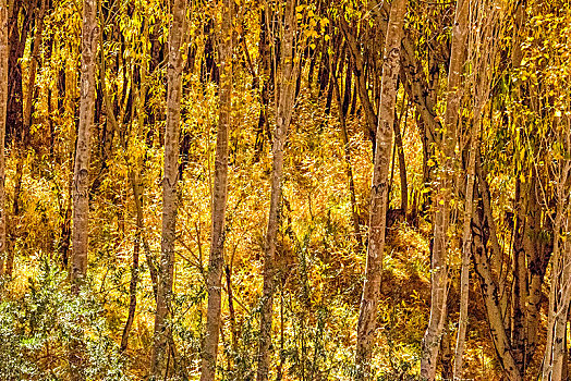 新疆,树林,秋色,黄叶,土屋