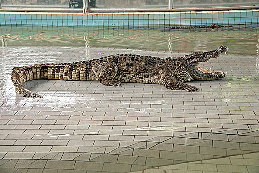 泰国芭堤雅百万年化石公园鳄鱼潭表演
