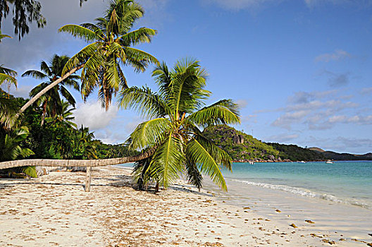 海滩,椰树,树,普拉兰岛,塞舌尔,非洲,印度洋