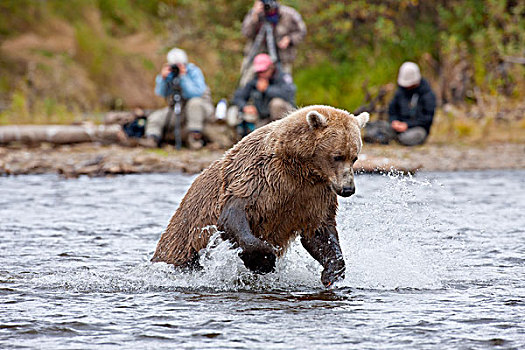 棕熊,跳跃,红大马哈鱼,野生动物,看,背景,溪流,卡特麦国家公园,西南方,阿拉斯加,夏天