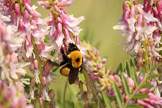 大黄蜂,花粉,粉色,野花,晴天
