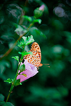 蝴蝶和花
