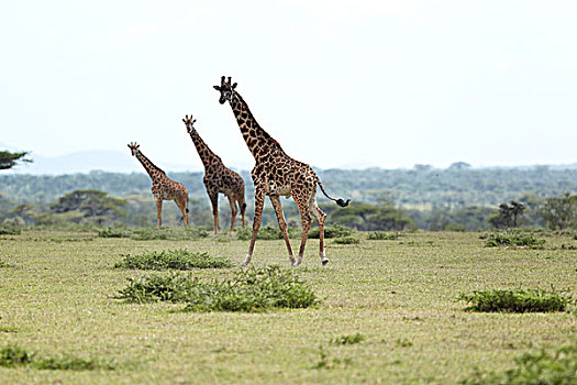 长颈鹿,塞伦盖蒂,坦桑尼亚,非洲