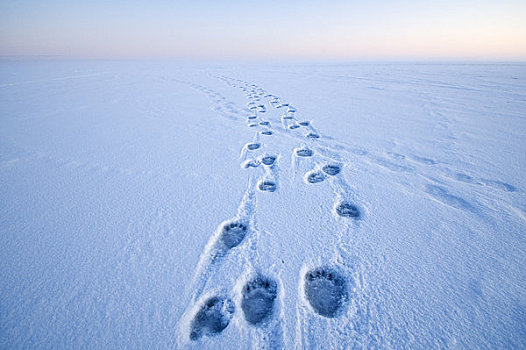 北极熊,脚印,雪地,冰冻,向上,区域,北极圈,国家野生动植物保护区,阿拉斯加