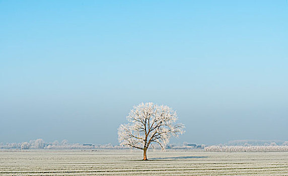 圩田,风景,冬天,荷兰南部,荷兰