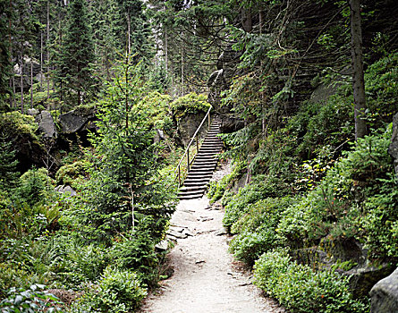 楼梯,树林