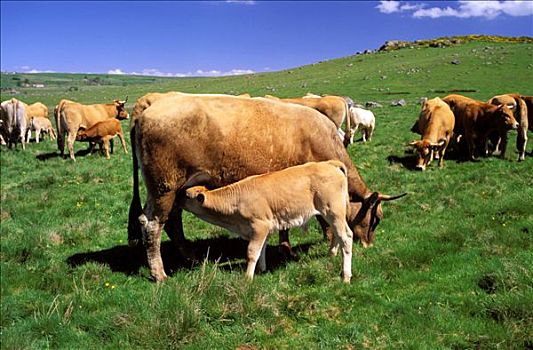 母牛,翠绿,草场,幼兽,吸吮