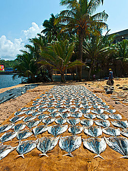 斯里兰卡渔场