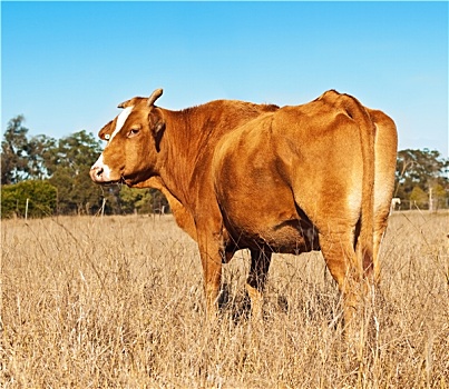 臀部,褐色,母牛,蓝天