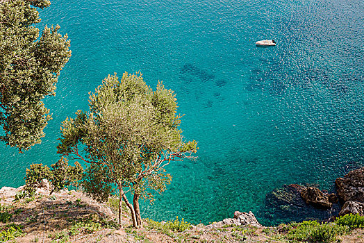 橄榄树,海洋,阿马尔菲,阿马尔菲海岸,萨勒诺,坎帕尼亚区,意大利,欧洲