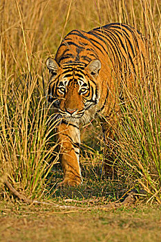 孟加拉,印度虎,虎,走,高,草,拉贾斯坦邦,国家公园,印度,亚洲
