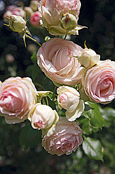 精美,粉色,玫瑰,英国