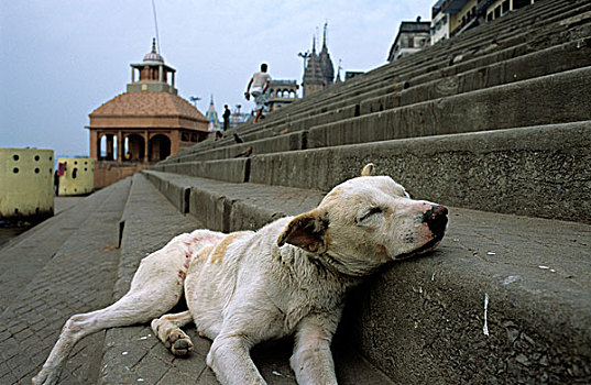 懒,狗,印度