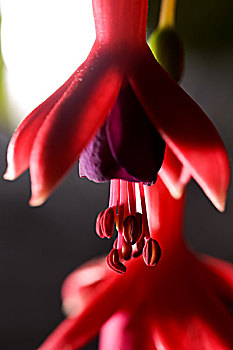 紫紅色的花朵
