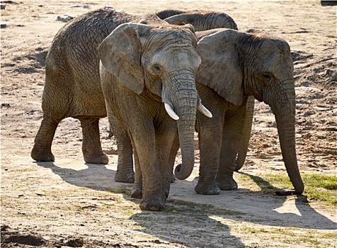 群,非洲象,自然环境