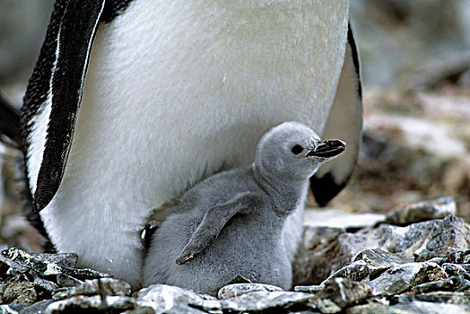 南极,岛屿,特写,帽带企鹅,幼禽