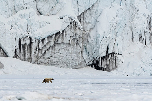 北极熊,走,巴伦支海,岛屿,斯瓦尔巴特群岛,挪威
