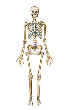 人,骨骼系统,正面