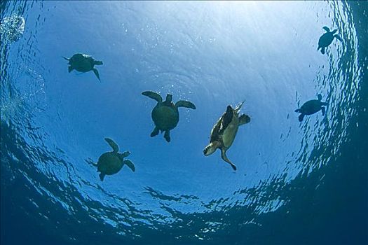 夏威夷,绿海,海龟,龟类,游泳,靠近,表面