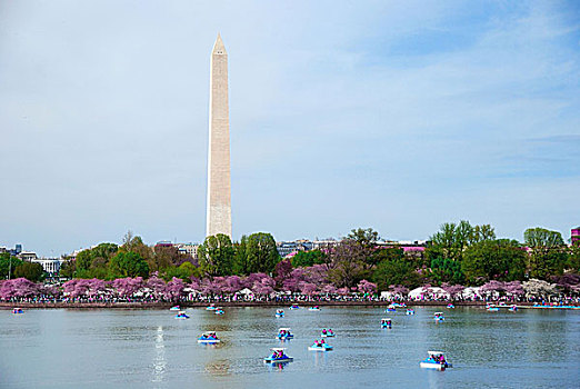 华盛顿纪念碑,樱花,上方,湖,船,华盛顿特区