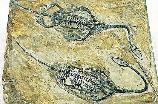 恐龙化石标本