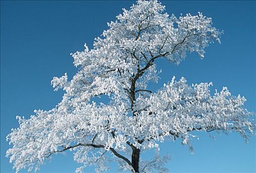 白霜,遮盖,桤木,石荷州,德国,普通赤杨