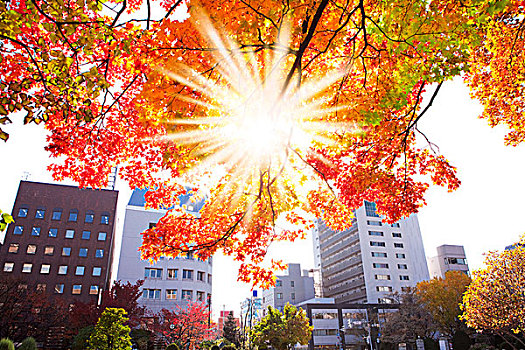 秋叶,札幌,大通公园,早晨,阳光