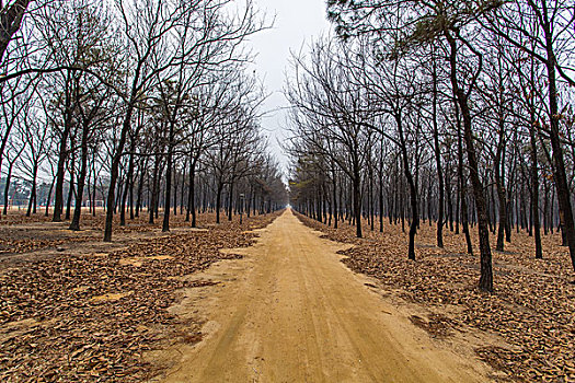 林间公路,森林公园