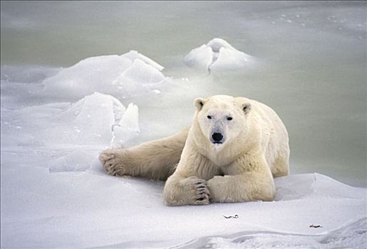北极熊,躺着,冰,丘吉尔市,曼尼托巴,加拿大